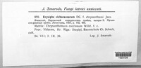Golovinomyces cichoracearum image